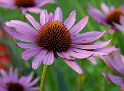 Blume_DDD4787_Bildgröße ändern